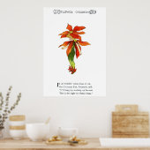 Poster Poinsettia (Cuisine)