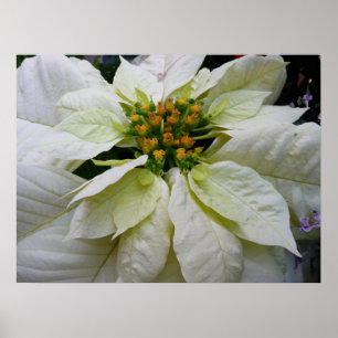 Poster Poinsettia Blanc Élégant Fleurs de Noël