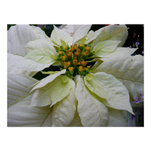 Poster Poinsettia Blanc Élégant Fleurs de Noël