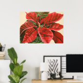 Poster "Poinsettia" par Jenny Koch (Bureau à domicile)