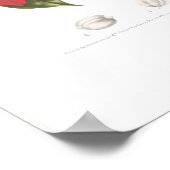 Poster Poinsettia pulcherrima (Coin)