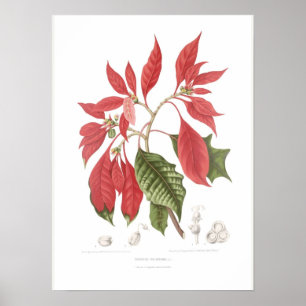 Poster Poinsettia pulcherrima