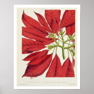 Poster Poinsettia Pulcherrima (litho couleur)