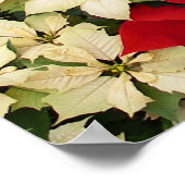 Poster Poinsettias blanches et rouges I Holiday Floral (Coin)