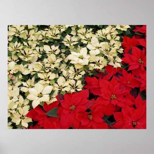Poster Poinsettias blanches et rouges I Holiday Floral (Devant)