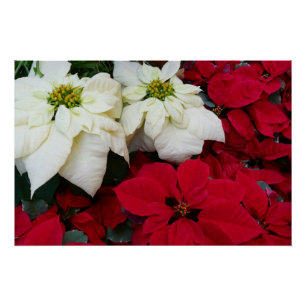 Poster Poinsettias Rouges et Blancs II Fêtes de Noël