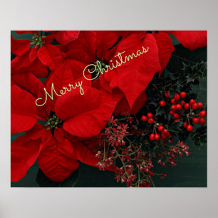 Poster Poinsettias rouges, Joyeux Noël