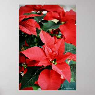 Poster Poinsetty rouge vif