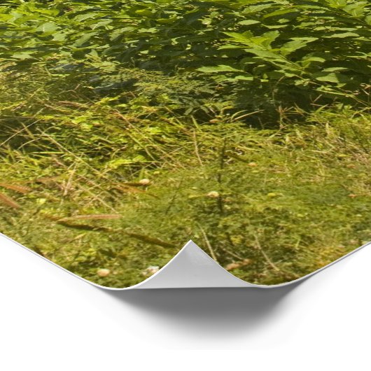 Poster Point de vue près de Grand Rivière Noire, Sud (Coin)