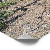 Poster Point de vue sur le feu de Pearsoll Kalmiopsis sau (Coin)