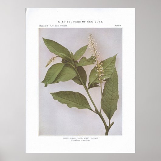 Poster Pointe; Skoke; Berry Pigeon; Garget (Devant)