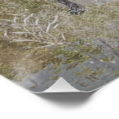 Poster Pointeur À poils durs allemand avec bécasse en hiv (Coin)