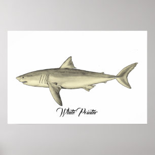 Poster Pointeur blanc requin