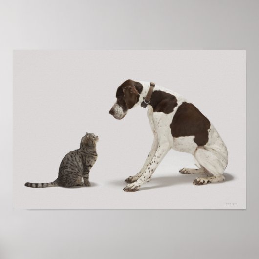 Poster Pointeur regardant en bas du chat (Devant)