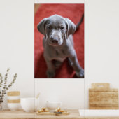 Poster Pointeur slovaque Haired Rough 2 (Cuisine)