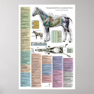 Poster Points d'acupuncture équine du cheval Vétérinaire