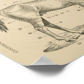 Poster Points de conformation du cheval (Coin)