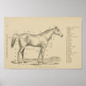 Poster Points de conformation du cheval (Devant)
