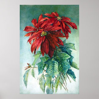 Poster Pointsettias Aquarelle Art