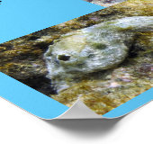 Poster Poipu Snorkeling (Coin)