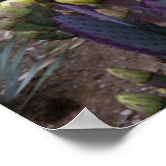 Poster Poire pourpre opuntie cactus fleurs jaunes (Coin)