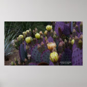 Poster Poire pourpre opuntie cactus fleurs jaunes (Devant)