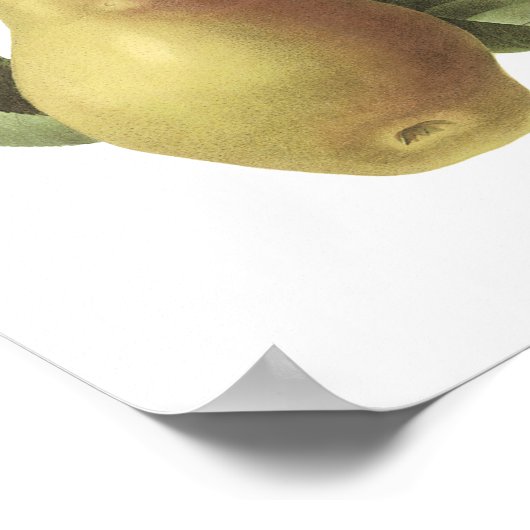 Poster poire(Pyrus sp.) par Redouté (Coin)