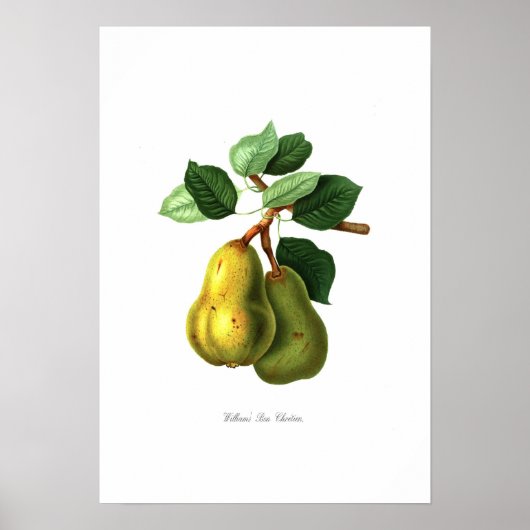 Poster Poire Williams Bon Chrétien (Devant)