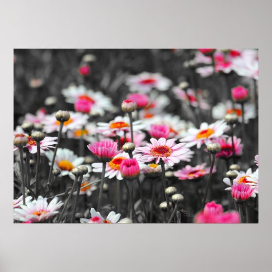Poster Poireaux roses : rose Fleur Couleur Tache Photogra (Devant)