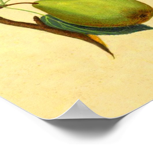 Poster Poires vintages (Coin)