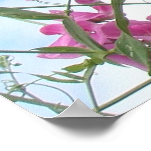 Poster pois doux (Coin)