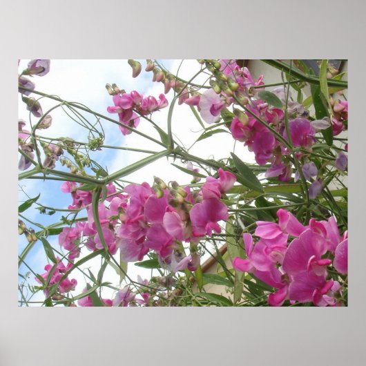 Poster pois doux (Devant)