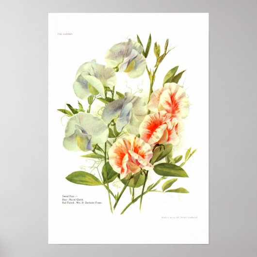 Poster Pois doux (Devant)