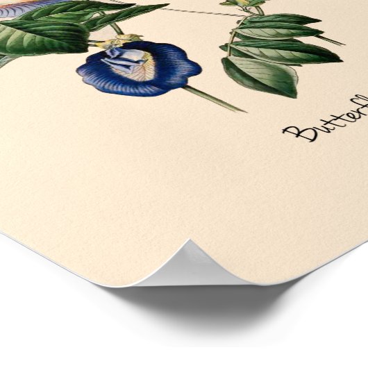 Poster Pois papillon Fleur botanique (Coin)