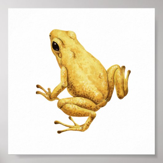 Poster Poison dart frog (Devant)