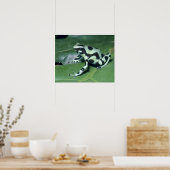 Poster Poison Dart Frog, (Dendrobates auratus) Cahuita (Cuisine)