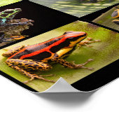 Poster Poison Dart Frog Species From The Genus Ranitomeya (Coin)