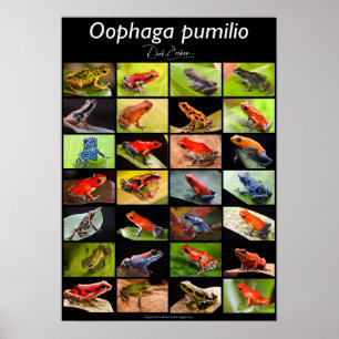Poster Poison dart frog species from the genus Ranitomeya