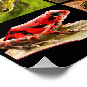 Poster Poison dart frog species from the genus Ranitomeya (Coin)