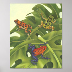 Poster Poison grenouilles