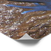 Poster Poison grenouilles (Coin)