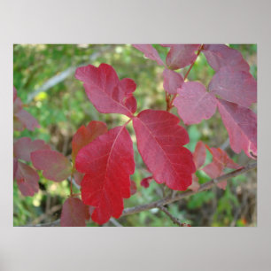 Poster Poison Oak