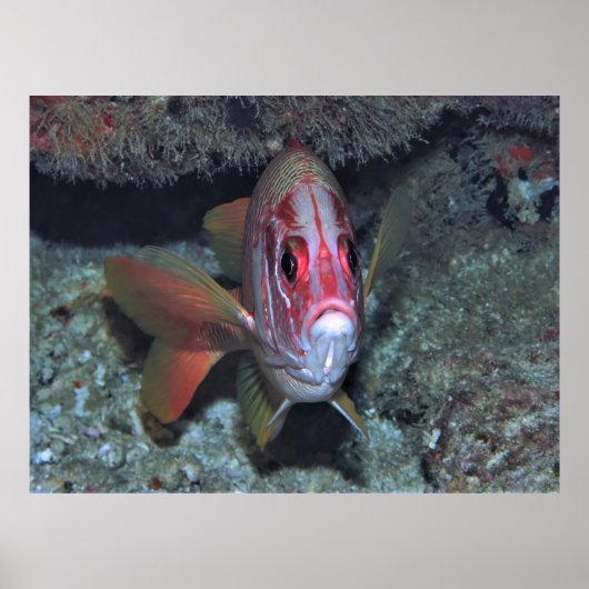 Poster Poisson (Devant)