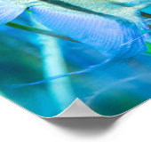 Poster Poisson (Coin)