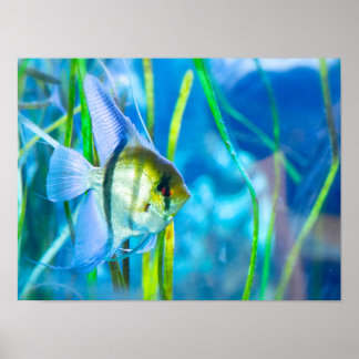 Poster Poisson
