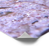 Poster Poisson (Coin)