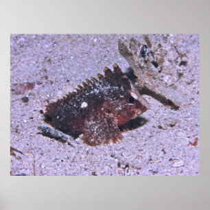 Poster Poisson