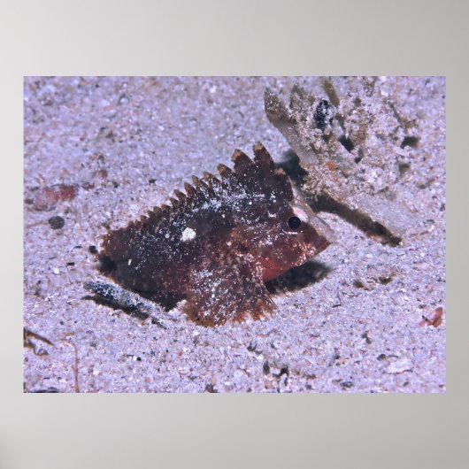 Poster Poisson (Devant)