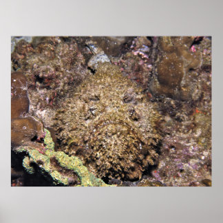 Poster Poisson