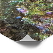 Poster Poisson (Coin)